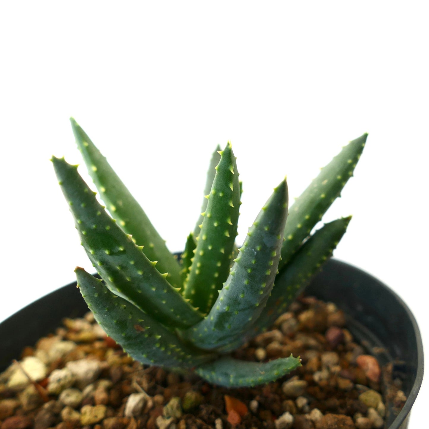 Aloe pillansii SELECTED 1183