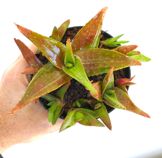 Aloe saponaria succulent with multiheads and reddish-green spotted leaves in black pot