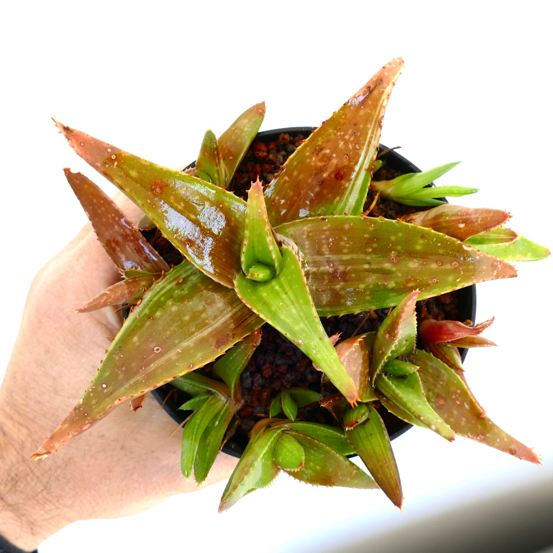 Succulente Aloe saponaria avec des feuilles épaisses et épineuses vertes présentant des taches brunes et une variegation dans un petit pot