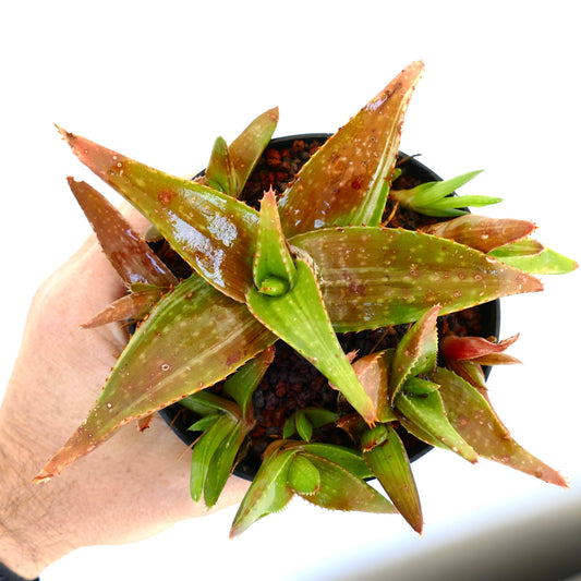 Aloe saponaria succulent with spiky, thick green leaves showing brown spots and variegation in small pot