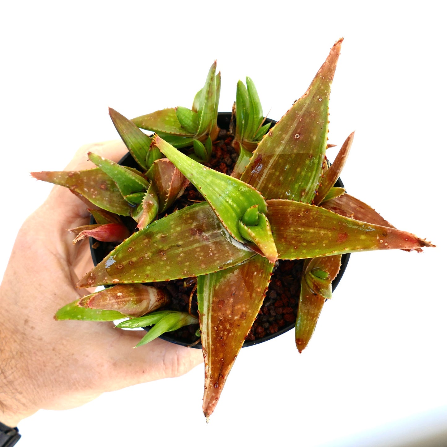 Succulente Aloe saponaria aux feuilles épineuses vertes et brunes dans un pot noir tenue à la main
