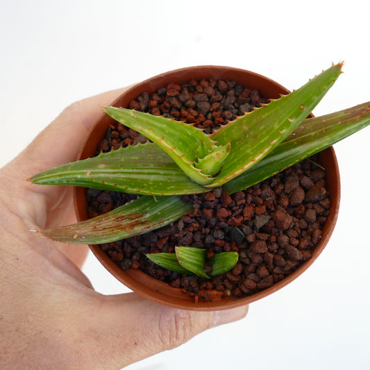 Aloe saponaria succulent plant with spiky green leaves in small terracotta pot