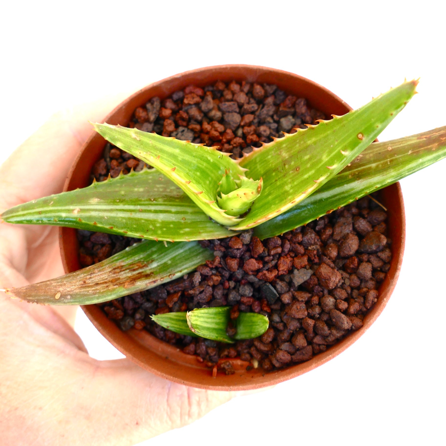 Aloe saponaria Sukkulente Pflanze mit spitzen grünen Blättern in kleinem Terrakottatopf