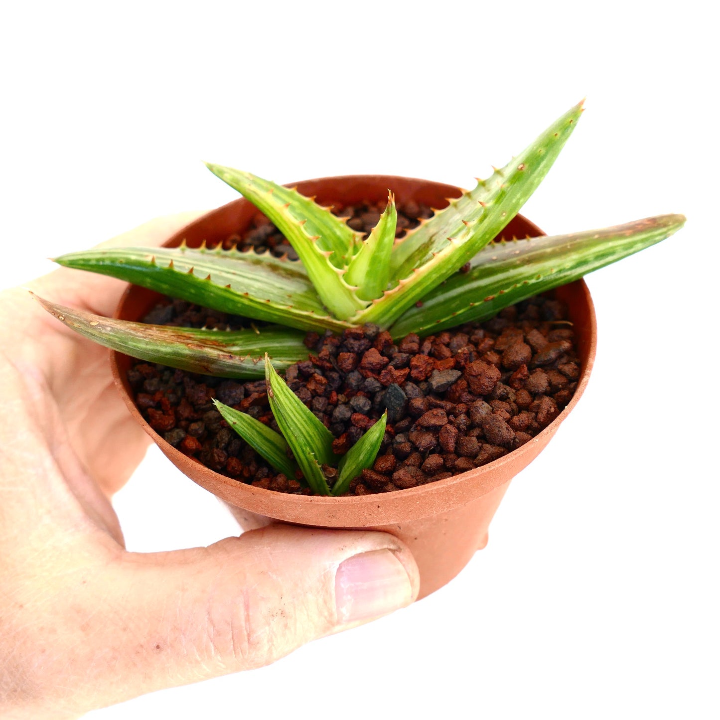 Aloe saponaria Sukkulente mit stacheligen grünen Blättern in kleinem Terrakottatopf, der von einer Hand gehalten wird