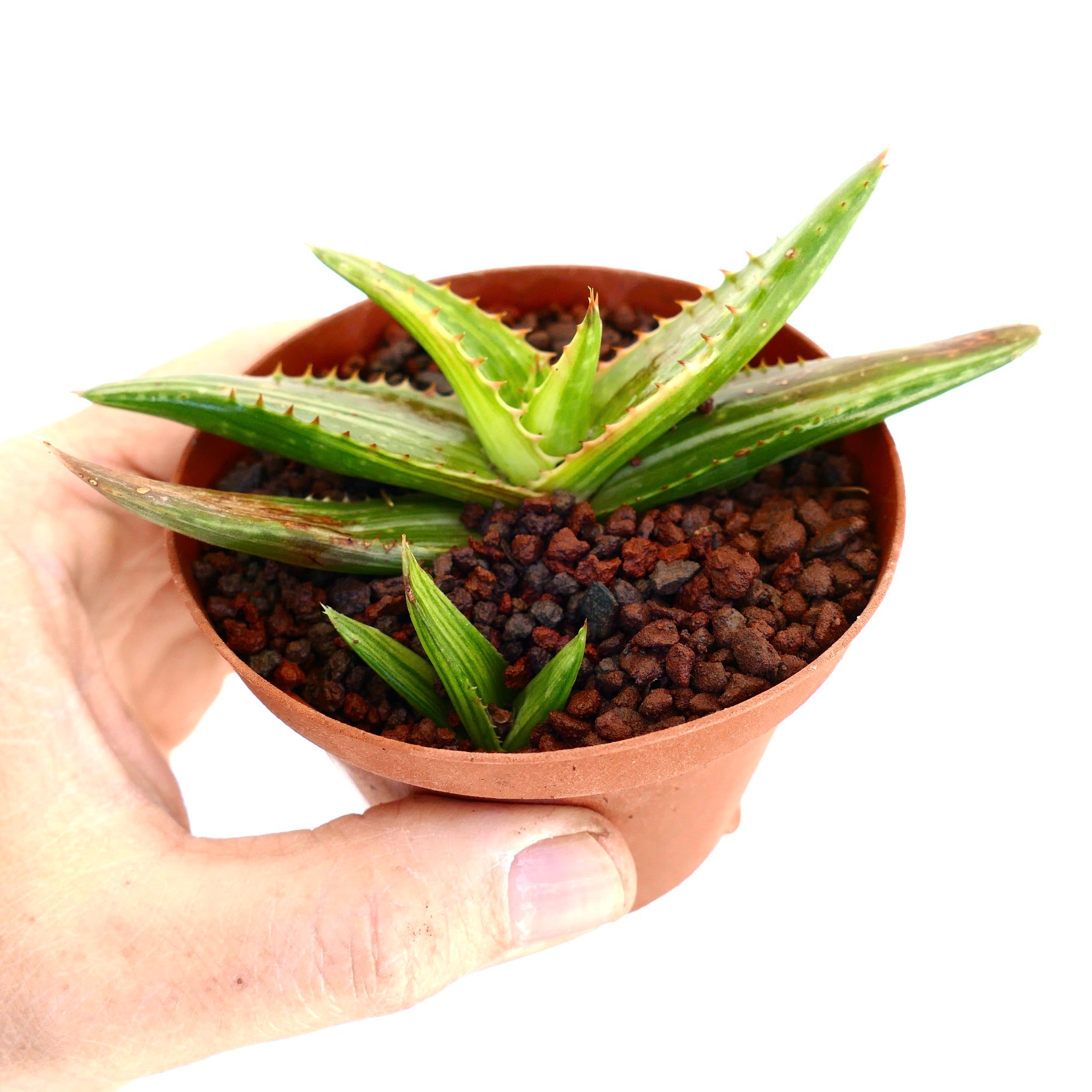 Aloe saponaria Sukkulente mit stacheligen grünen Blättern in kleinem Terrakottatopf, der von einer Hand gehalten wird