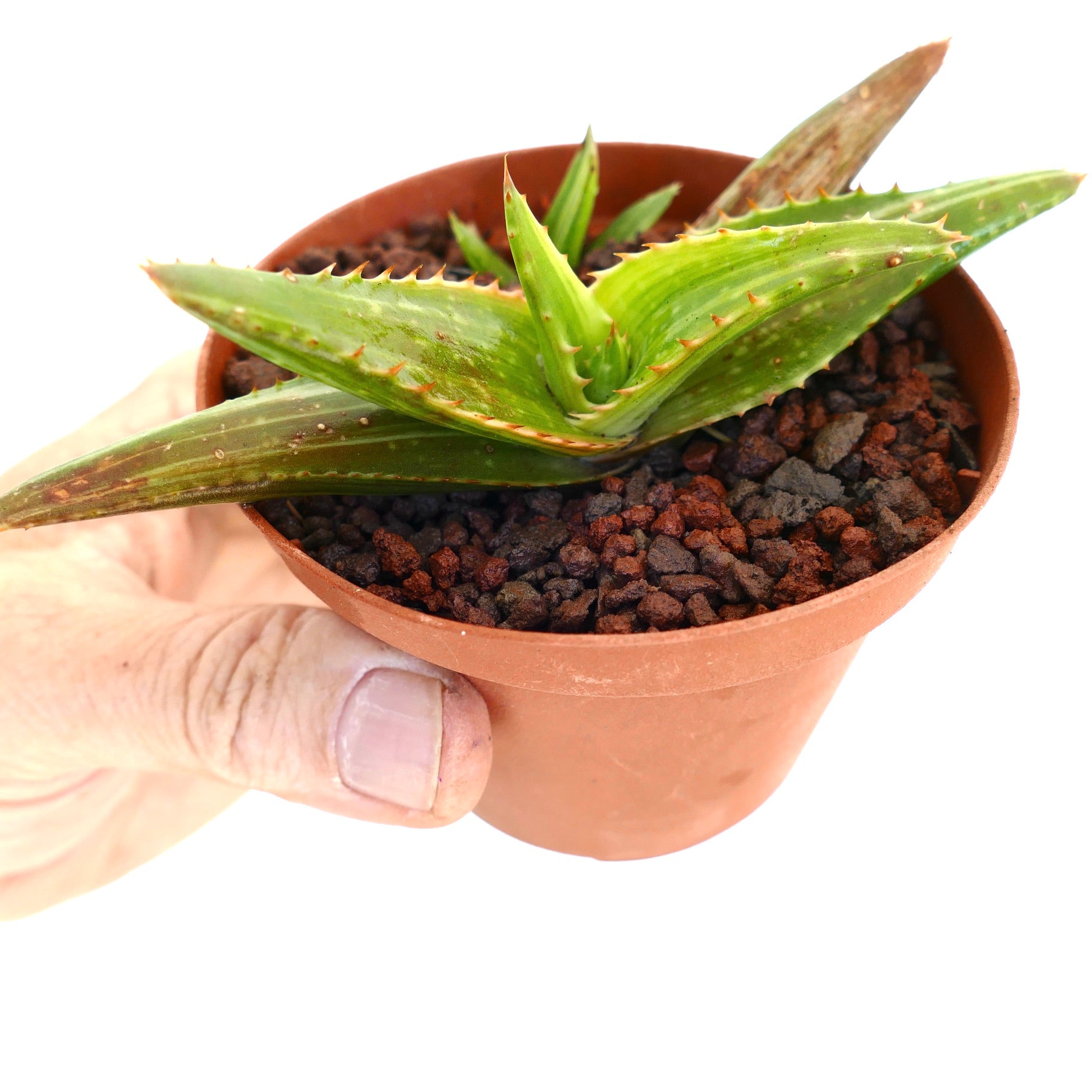 Aloe saponaria Sukkulente mit stacheligen grünen Blättern in kleinem Terrakottatopf, von Hand gehalten