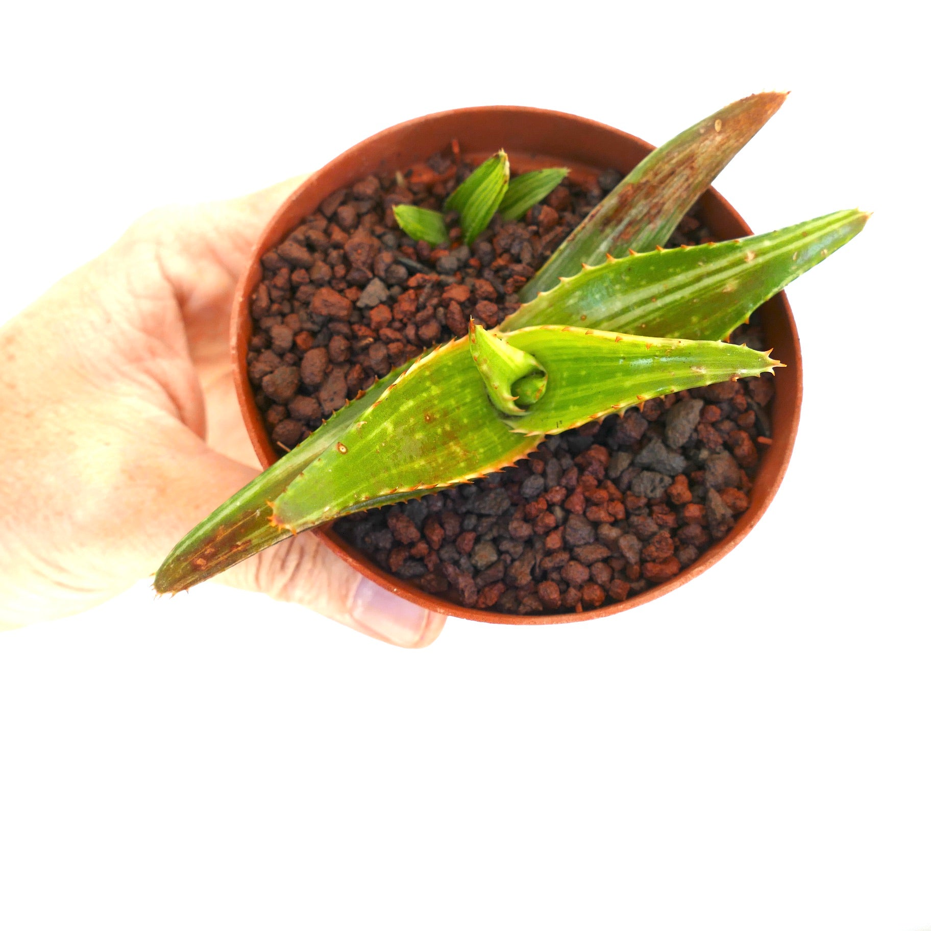 Aloe saponaria Sukkulente mit stacheligen grünen Blättern in kleinem Terrakottatopf, von Hand gehalten