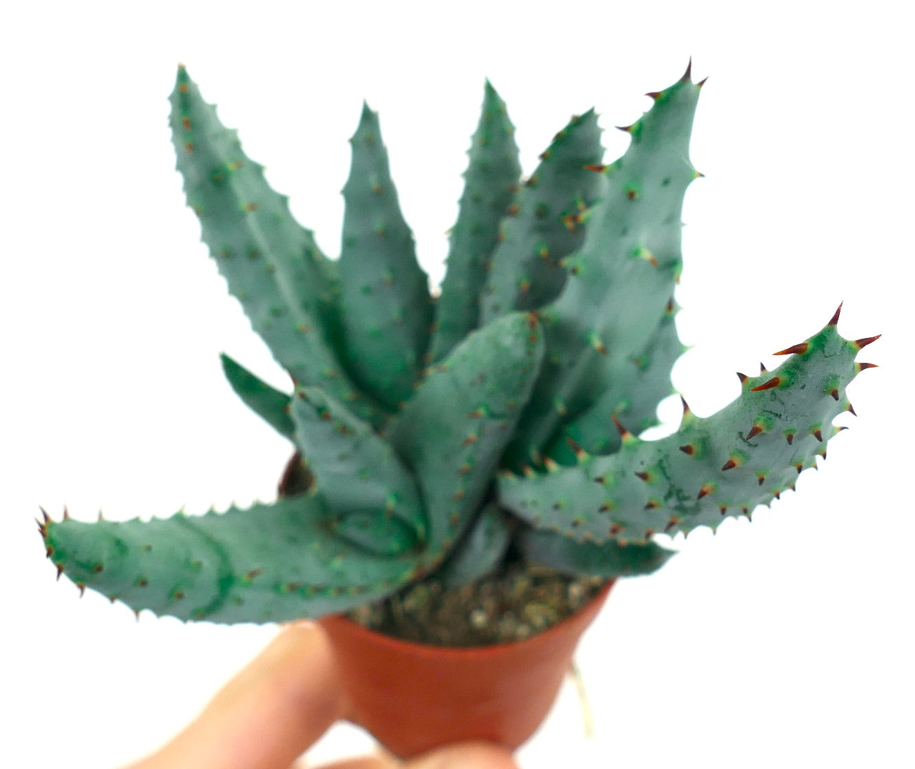 Suculenta Aloe spectabilis com folhas pontiagudas azul-esverdeadas em pequeno vaso de terracota