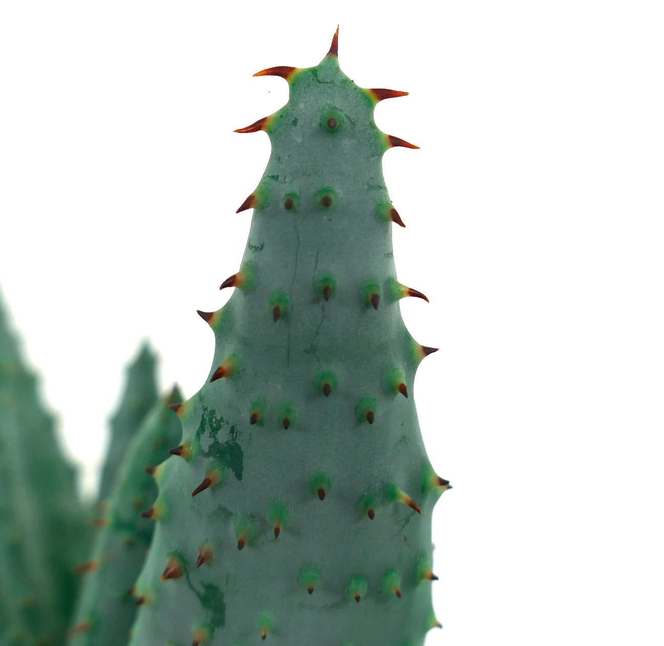 Suculenta Aloe spectabilis com folhas espessas azul-esverdeadas e espinhos avermelhados em close-up