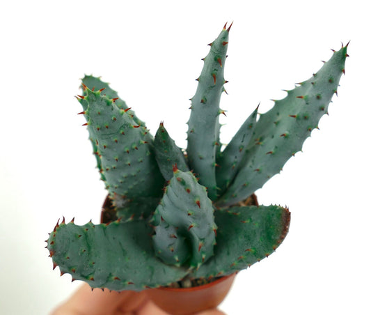 Aloe spectabilis succulenta rara con foglie appuntite verde-blu in vaso piccolo