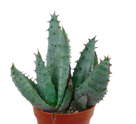 Aloe spectabilis succulenta rara con foglie spesse spinose di colore blu-verde in vaso marrone