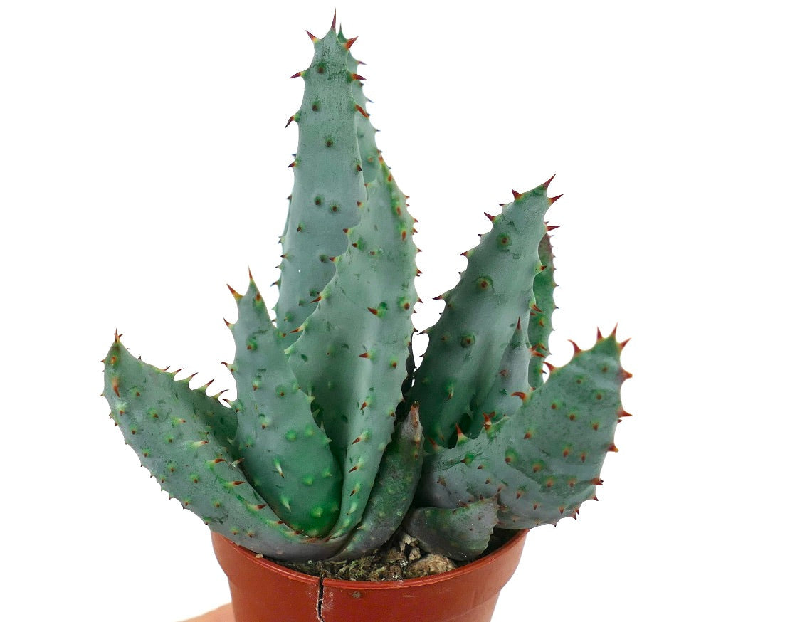 아로에 스펙타빌리스 다육식물, 파란빛이 도는 두꺼운 잎과 붉은 가시가 있는 화분 식물