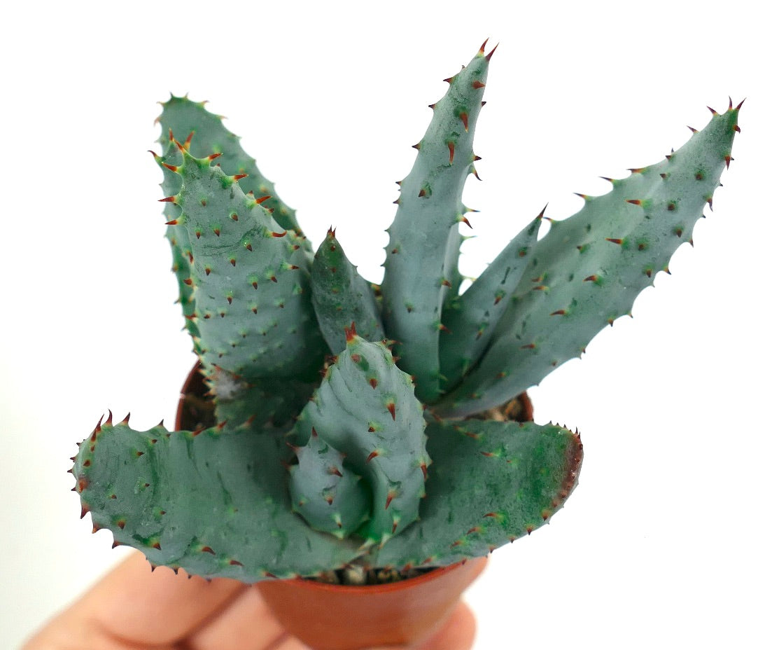 아로에 스펙타빌리스 다육식물, 푸른빛 녹색 가시 잎, 작은 화분에 담김