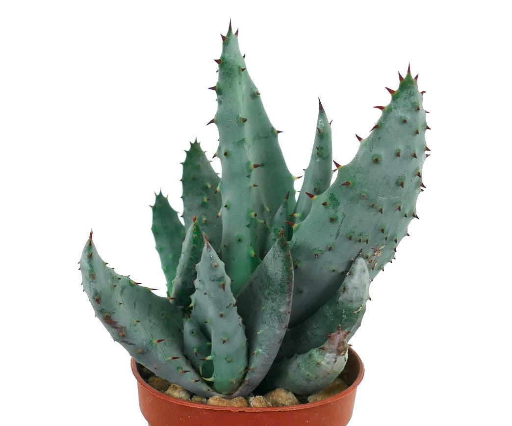 Aloe spectabilis succulent with thick blue-green spiked leaves in terracotta pot