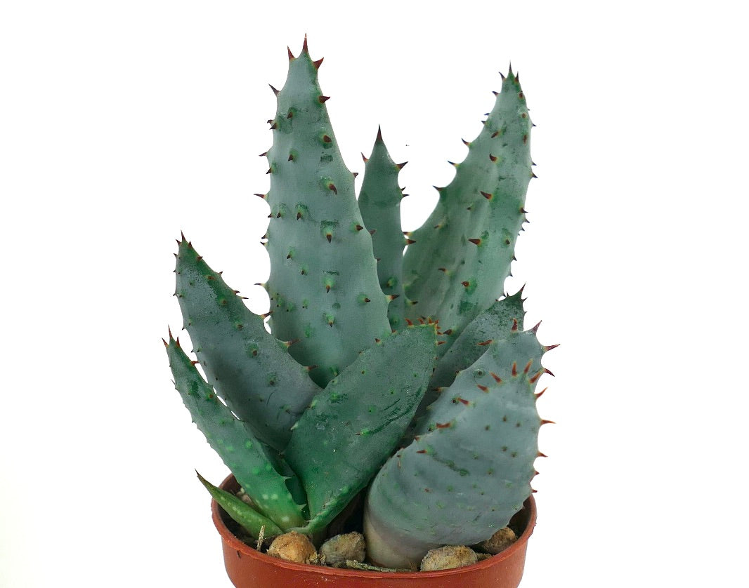 Aloe spectabilis succulent with thick blue-green spiny leaves in small pot