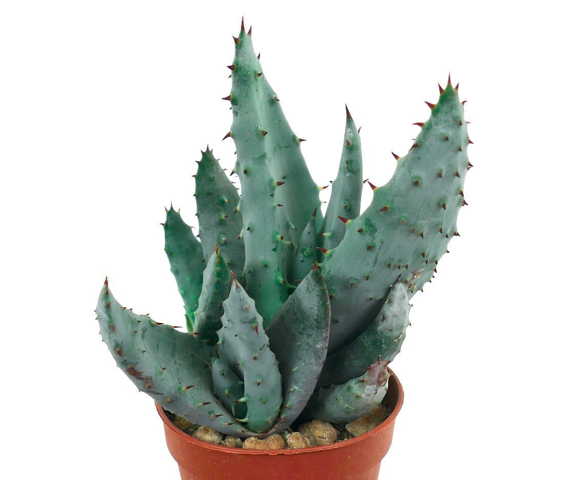 Aloe spectabilis succulent with thick blue-green spiny leaves in terracotta pot