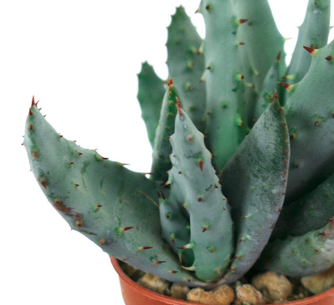 Aloe spectabilis succulent with thick blue-green leaves and reddish spines in pot