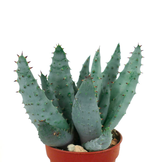 Aloe spectabilis succulenta con foglie spesse, verde blu, appuntite in vaso piccolo