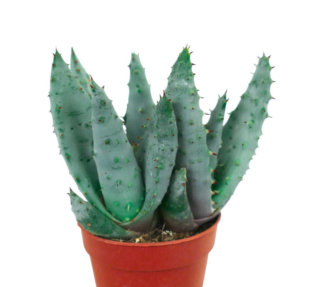 Aloe spectabilis sukkulent med blågrønne tykke blader og små pigger i terrakottapotte