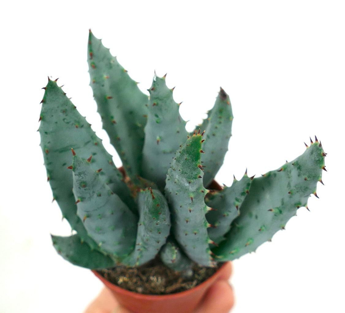 Aloe spectabilis sukkulent med tykke blågrønne blader og små rødaktige torner i potte