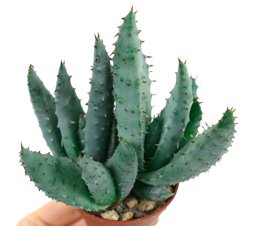 صبار ألو سبكتابليس العصاري بأوراق سميكة زرقاء مخضرة شوكية في وعاء صغير