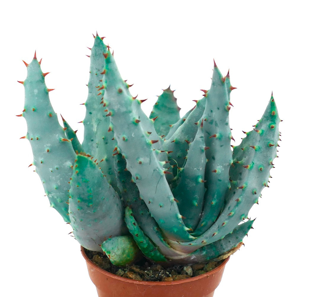 Succulenta Aloe spectabilis con foglie spesse blu-verdi e spine rossastre in vaso