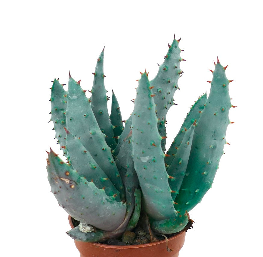 Aloe spectabilis succulenta con foglie appuntite blu-verdi in vaso di terracotta