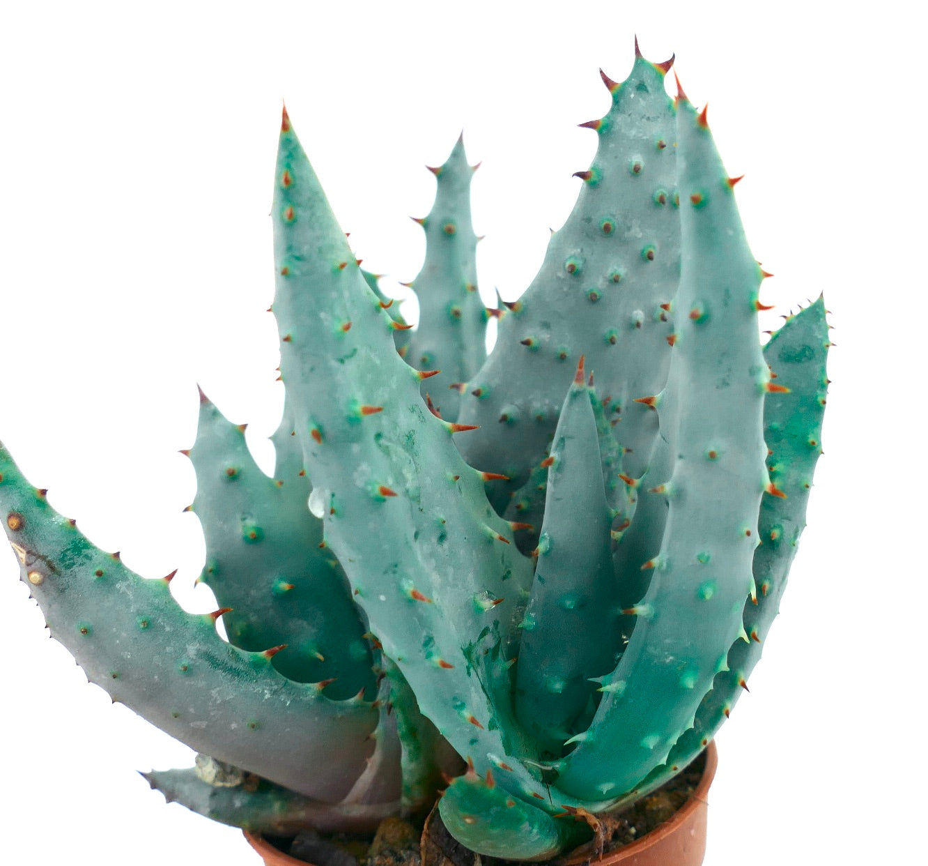 Succulenta Aloe spectabilis con spesse foglie spinose verde-blu in vaso di terracotta