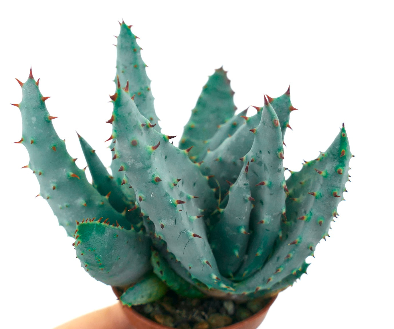 Succulenta Aloe spectabilis con foglie appuntite blu-verdi in piccolo vaso
