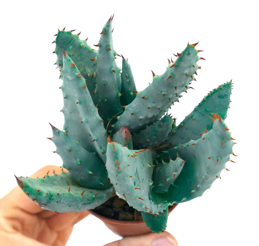 Aloe spectabilis succulenta con foglie spesse verde-blu e spine rossastre in vaso piccolo