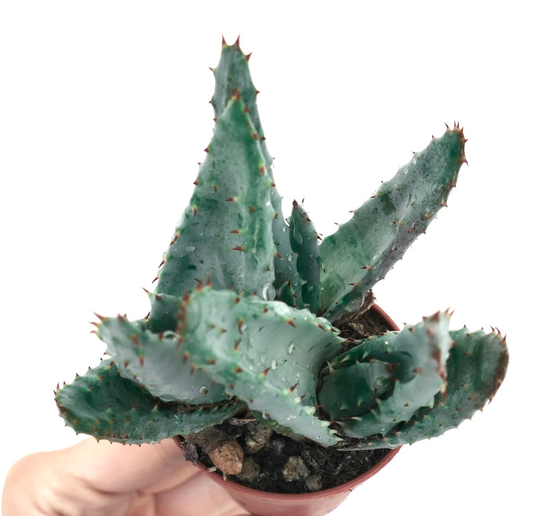 Aloe spectabilis succulenta con foglie spesse a punte blu-verdi in vaso piccolo