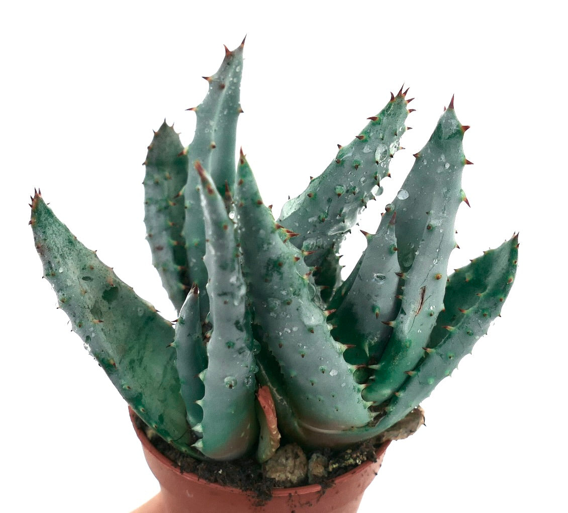 Aloe spectabilis succulenta con foglie spesse di colore verde-blu e spinose in un vaso piccolo
