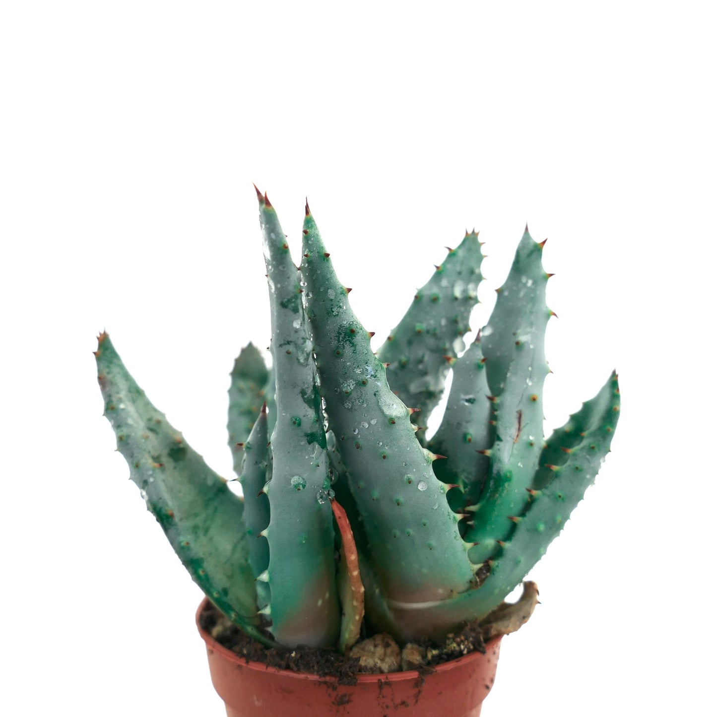 Succulenta Aloe spectabilis con foglie appuntite blu-verdi e gocce d'acqua in un piccolo vaso