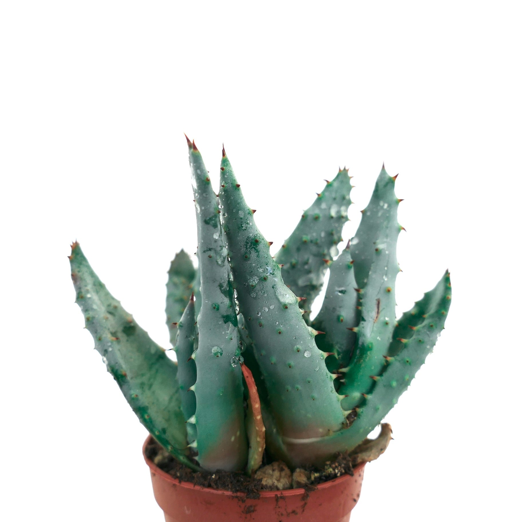 Succulenta Aloe spectabilis con foglie appuntite blu-verdi e gocce d'acqua in un piccolo vaso