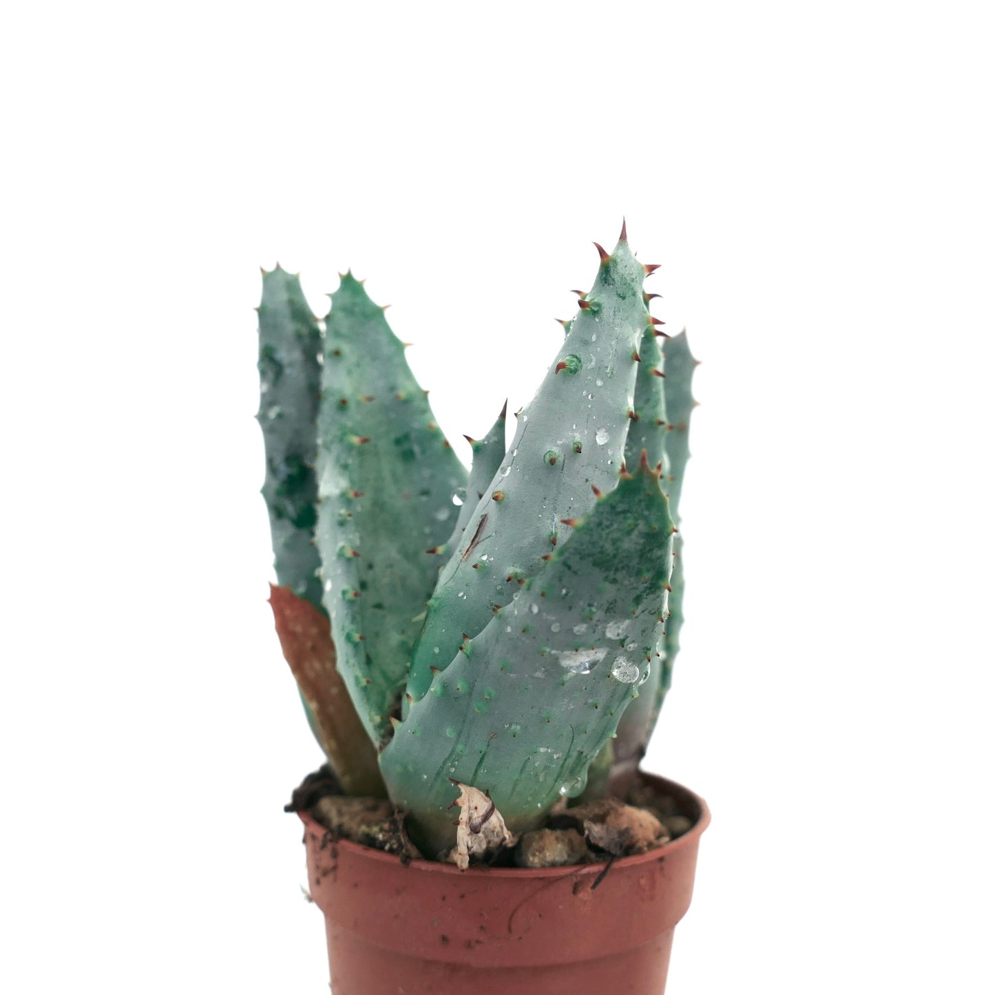 Succulenta Aloe spectabilis con foglie spinose blu-verdi in piccolo vaso di terracotta