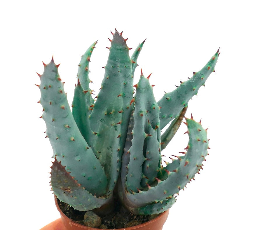 Aloe spectabilis succulent with thick blue-green spiny leaves in small pot