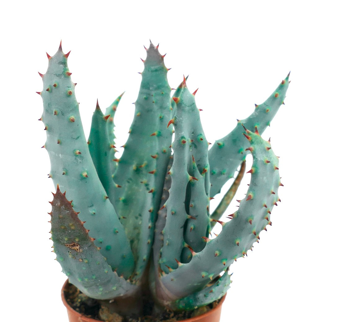 Aloe spectabilis succulent with blue-green spiky leaves in a small pot