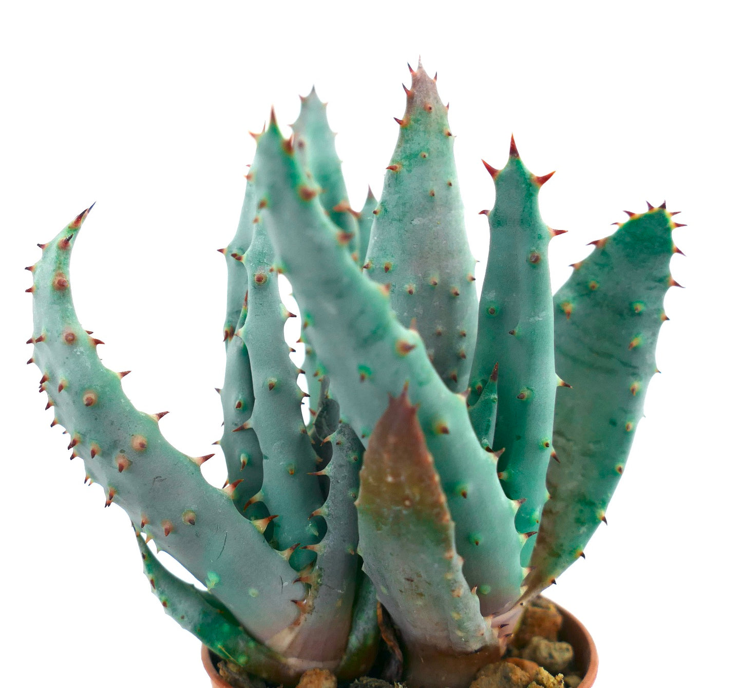 Aloe spectabilis succulent with blue-green spiky leaves in small pot