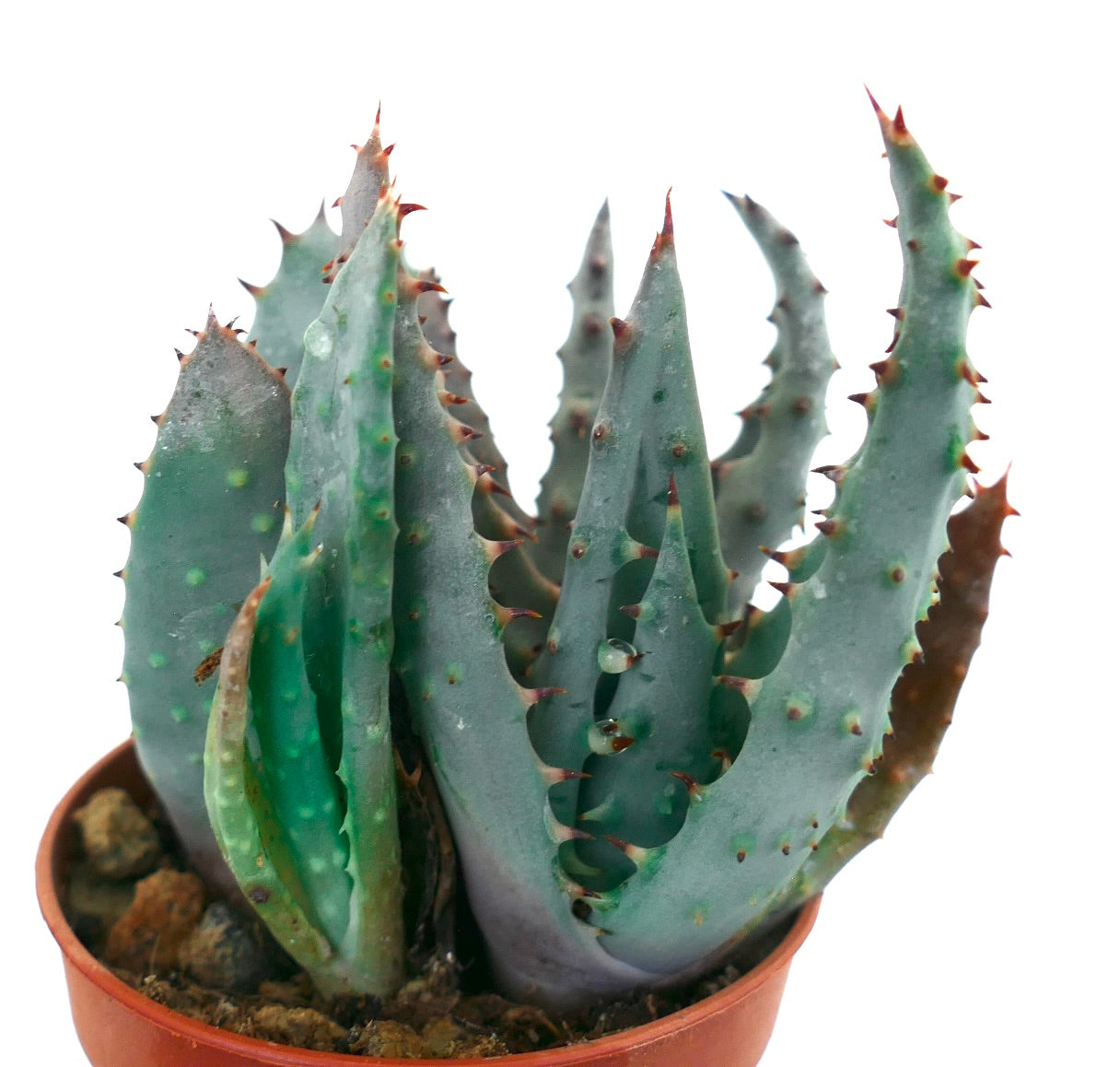 Aloe spectabilis