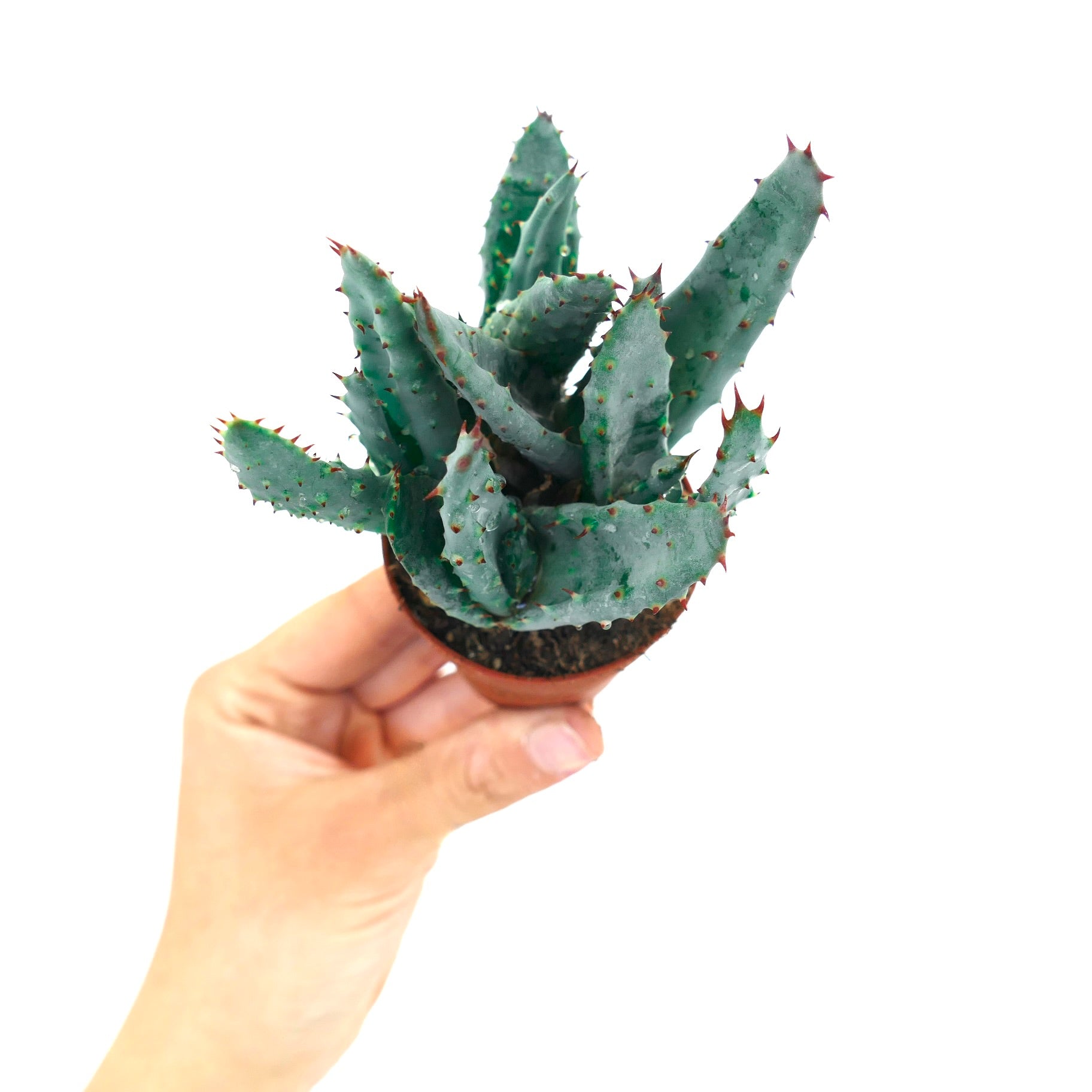 Aloe spectabilis
