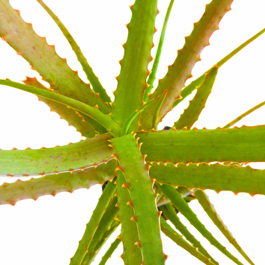 صبار ألو أكوتيسّيما فاريانتا أنتانيمورينسيس نادر ذو أوراق خضراء طويلة وأشواك حادة