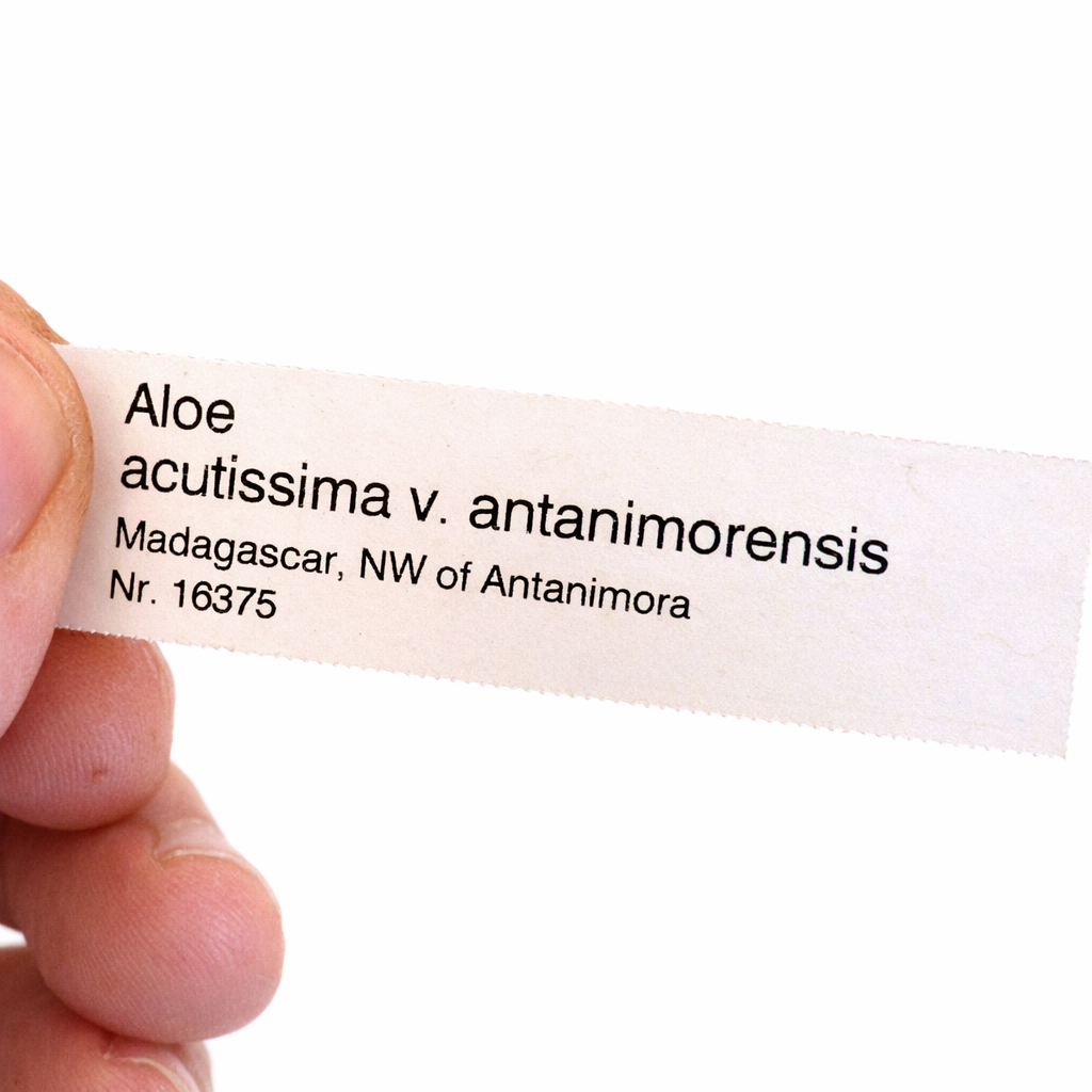 白い背景に手で持たれているアロエ・アクティッシマ var. アンタニモレンシス用の印刷植物ラベル