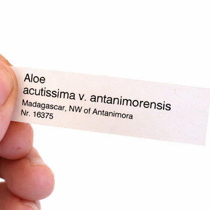白い背景に手で持たれているアロエ・アクティッシマ var. アンタニモレンシス用の印刷植物ラベル