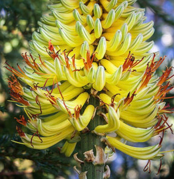 Aloe africana SEEDS