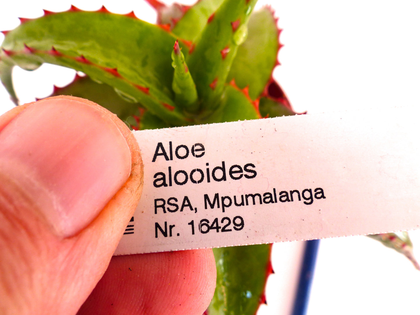 بطاقة نبات مطبوعة لألوة ألويدس مع أوراق عصارية خضراء شائكة في الخلفية