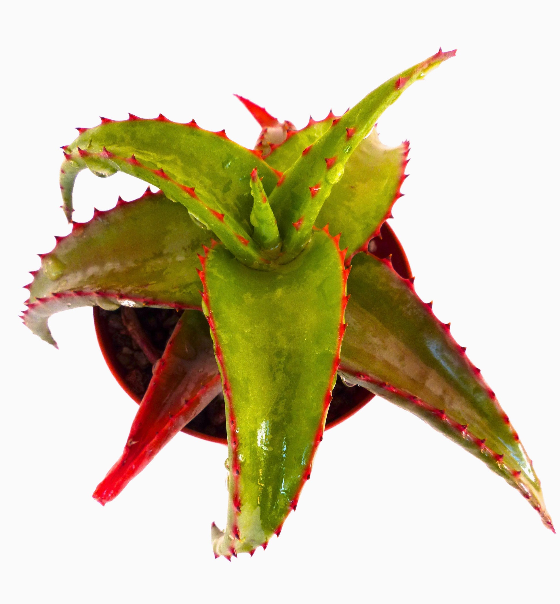 نبات صبار ألو ألويدس عصاري بأوراق خضراء سميكة وأشواك حمراء في وعاء صغير