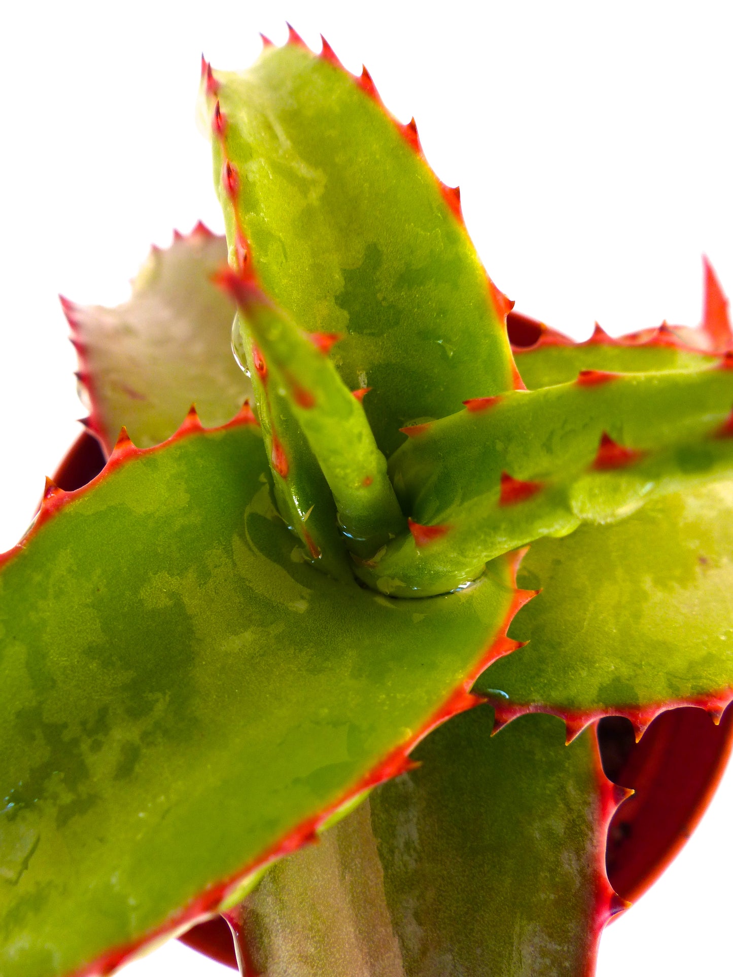 نبات عصاري آلويدس بأوراق خضراء طرية وأشواك حمراء عن قرب