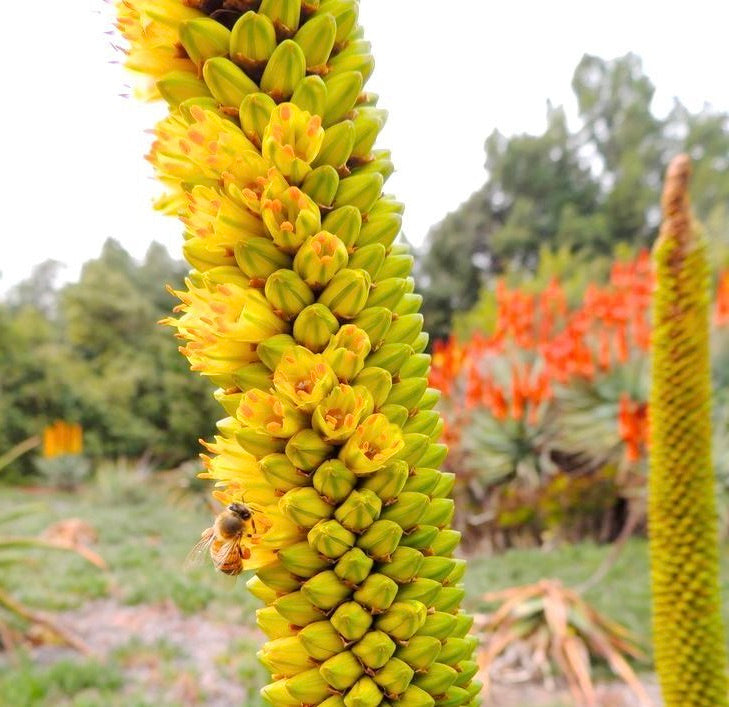 succulent with yellow blooms Aloe alooides SEEDS