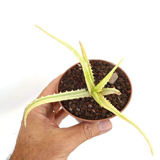 Aloe arborescens REVERSE VARIEGATED TT91
