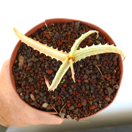 Aloe arborescens REVERSE VARIEGATED K12K